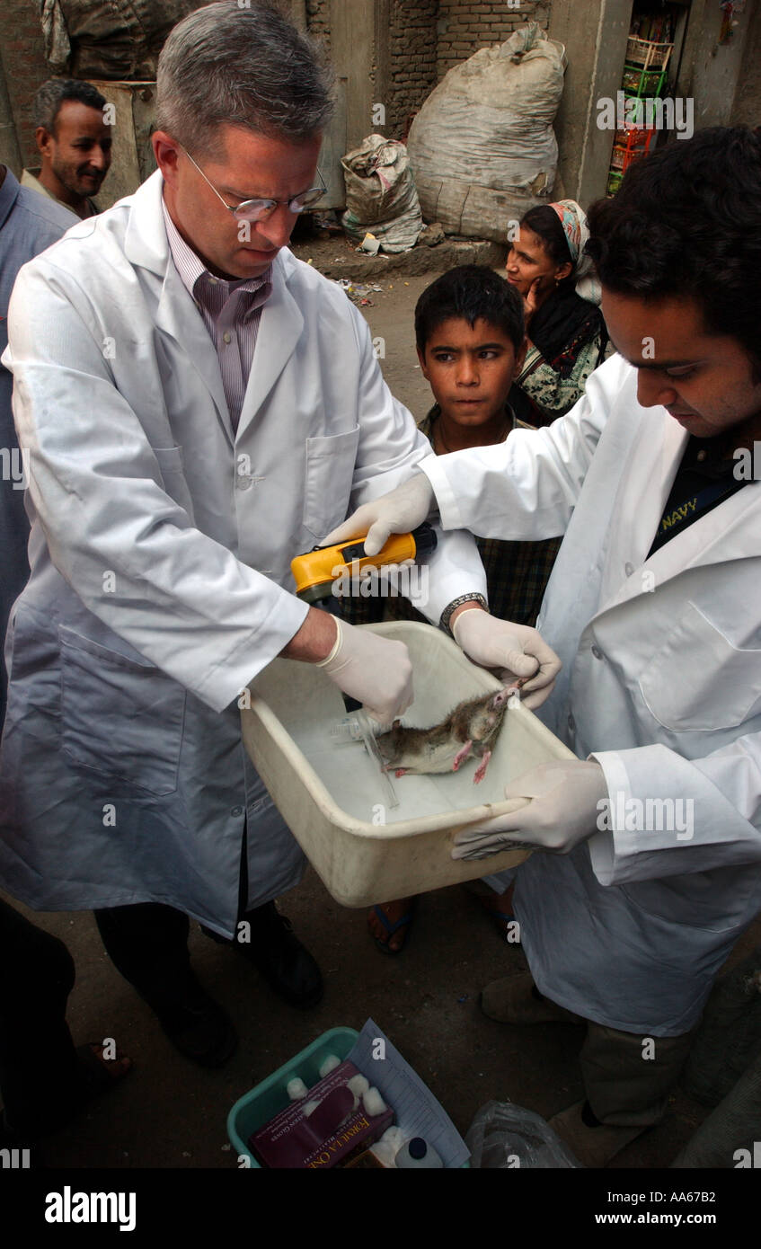 LCDR Dr. Daniel E Szumlas Gläser und Techniker Alaa A Taher FSN Auslandsdienst nationalen untersuchen eine Ratte gefangen einen Tag früher Stockfoto