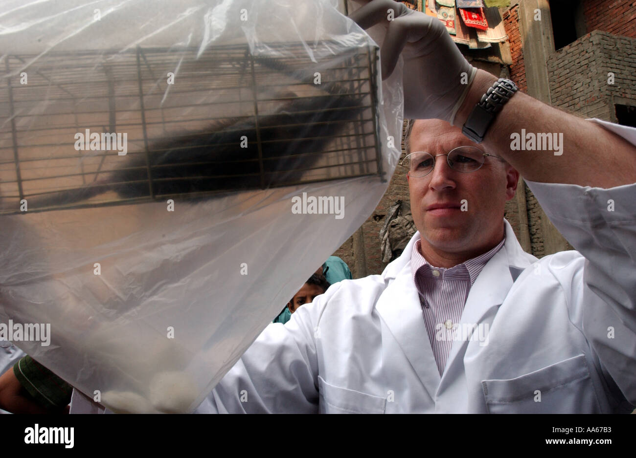 LCDR Dr. Daniel E Szumlas Gläser und Techniker Alaa A Taher FSN Auslandsdienst nationalen untersuchen eine Ratte gefangen einen Tag früher Stockfoto