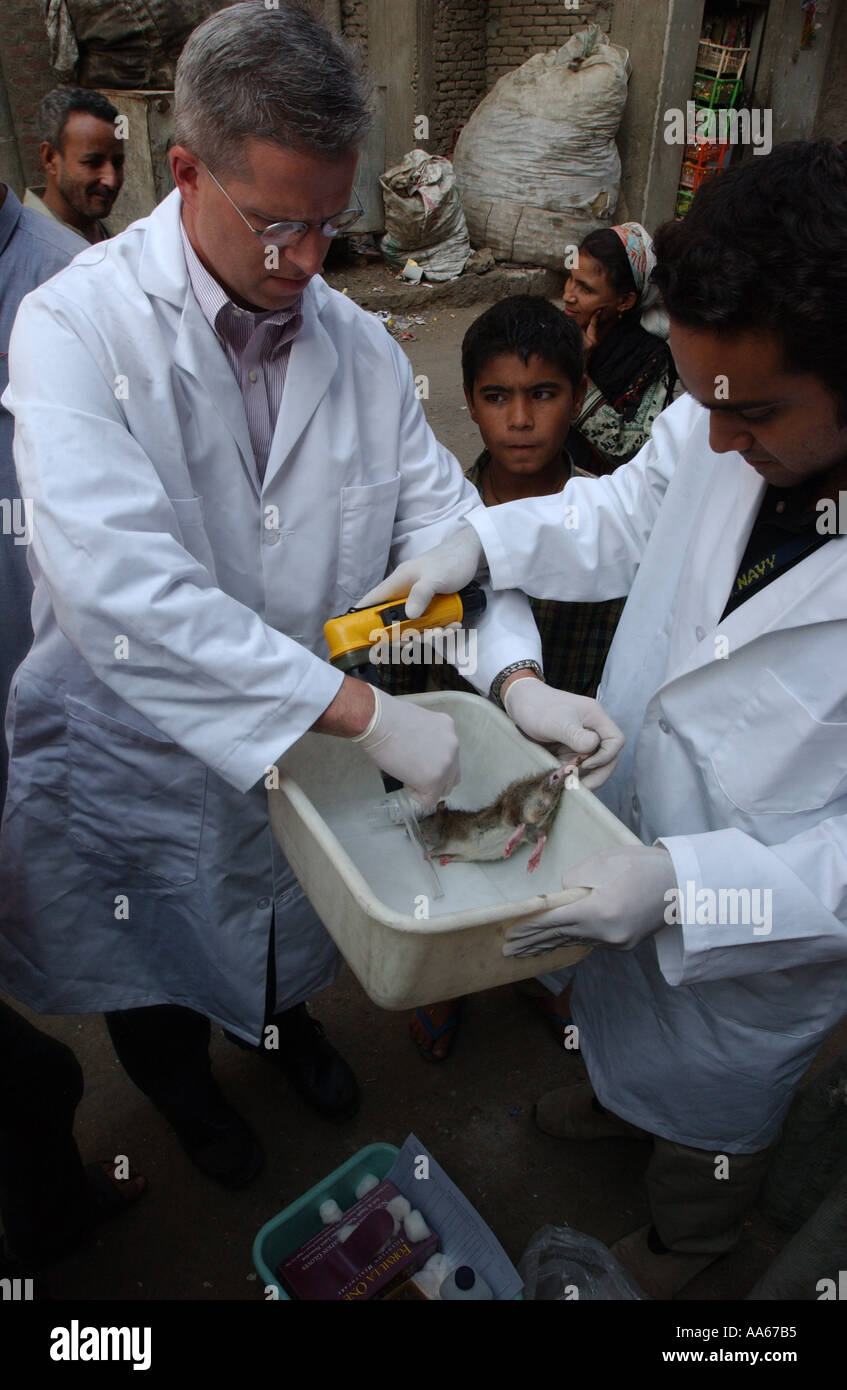 LCDR Dr. Daniel E Szumlas Gläser und Techniker Alaa A Taher FSN Auslandsdienst nationalen untersuchen eine Ratte gefangen einen Tag früher Stockfoto