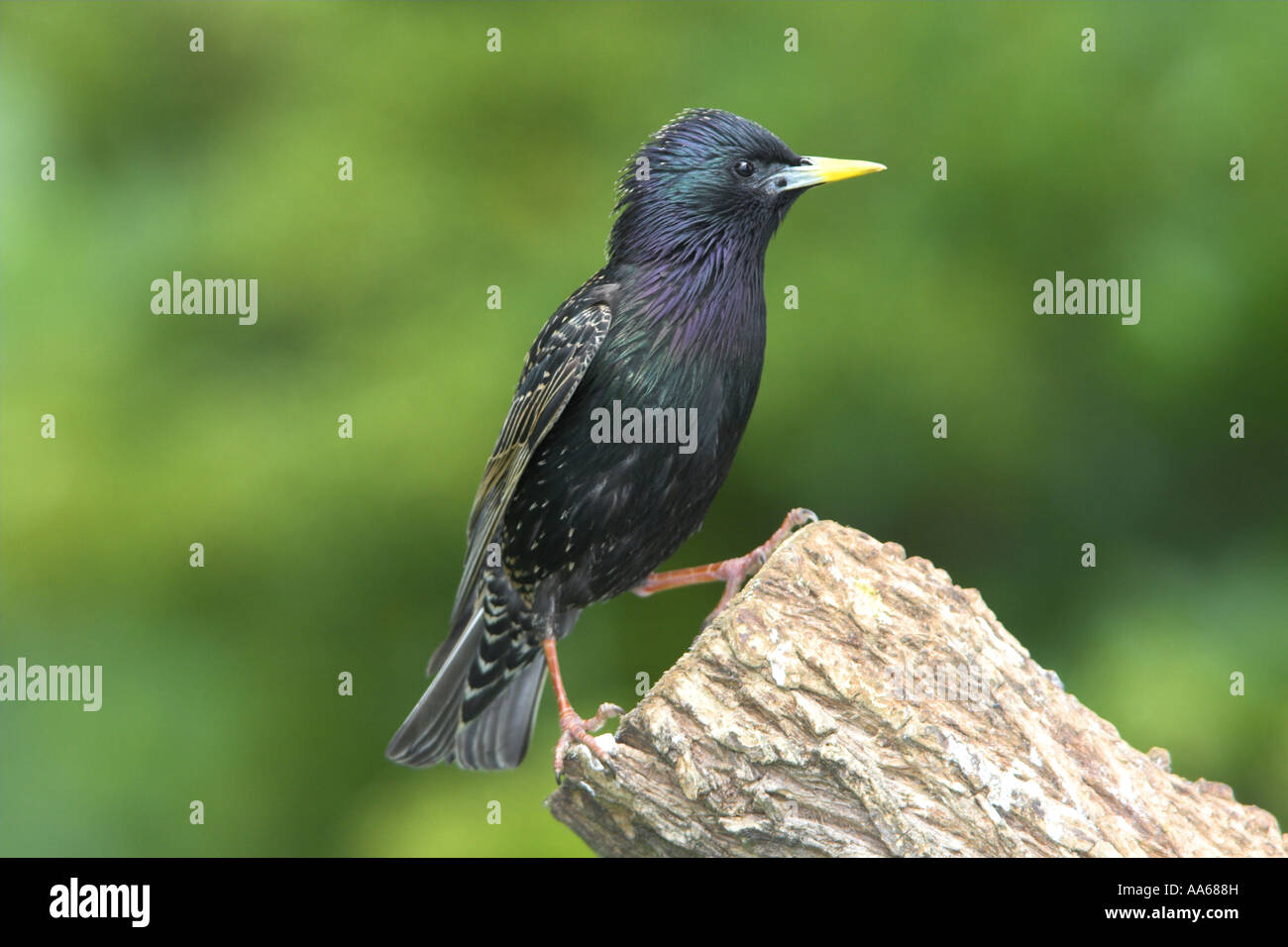 Gemeinsamen Starling Sturnus Vulgaris Erwachsener thront, Todwick, South Yorkshire, England Stockfoto