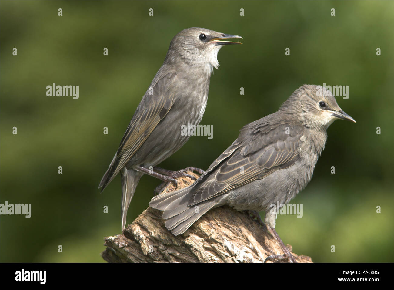 Gemeinsamen Starling Sturnus Vulgaris zwei Jungvögel thront, Todwick, South Yorkshire, England Stockfoto