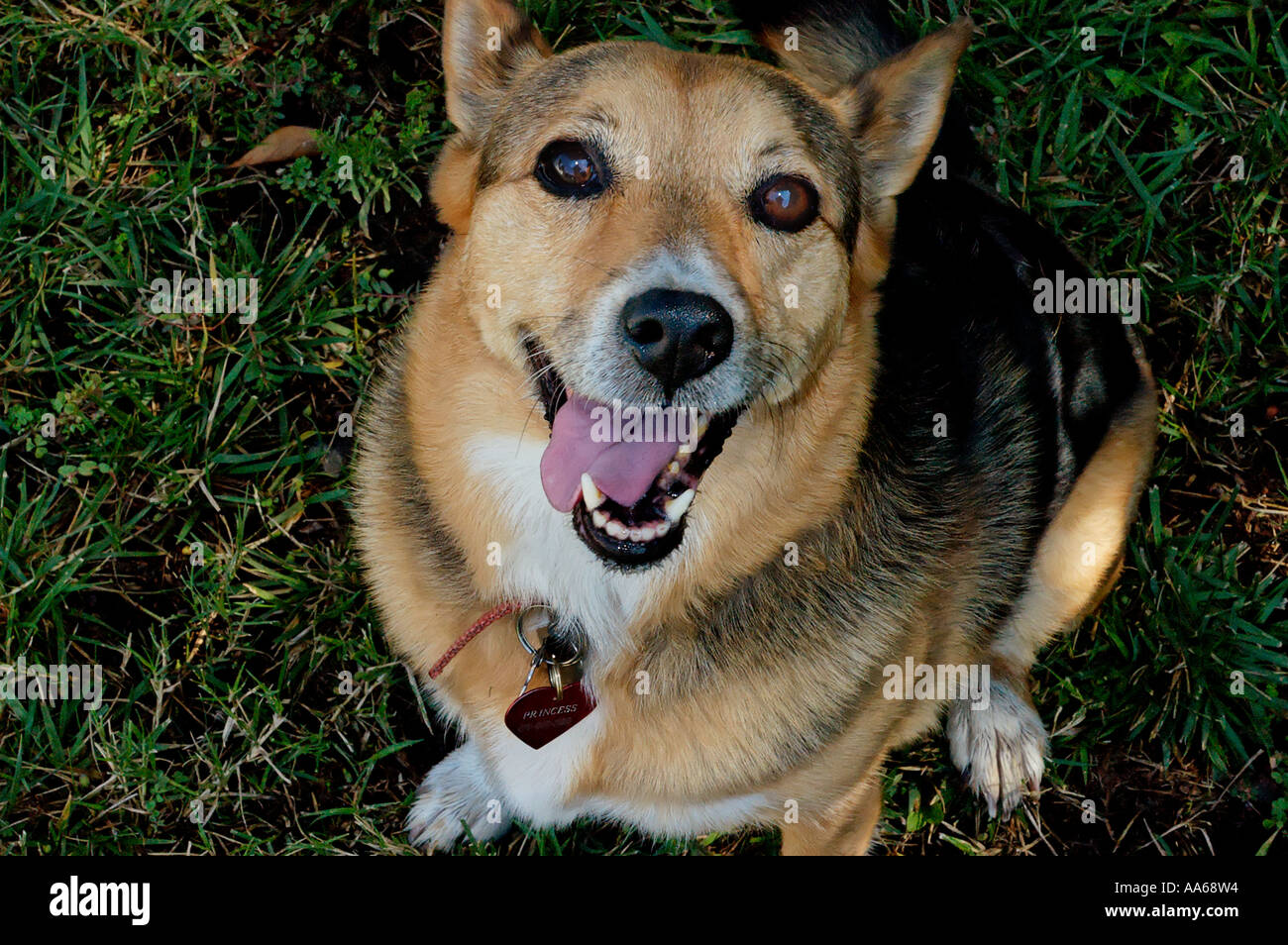 Kleine freundliche Hund mit Dog Tag schaut oben an der Kamera Stockfoto