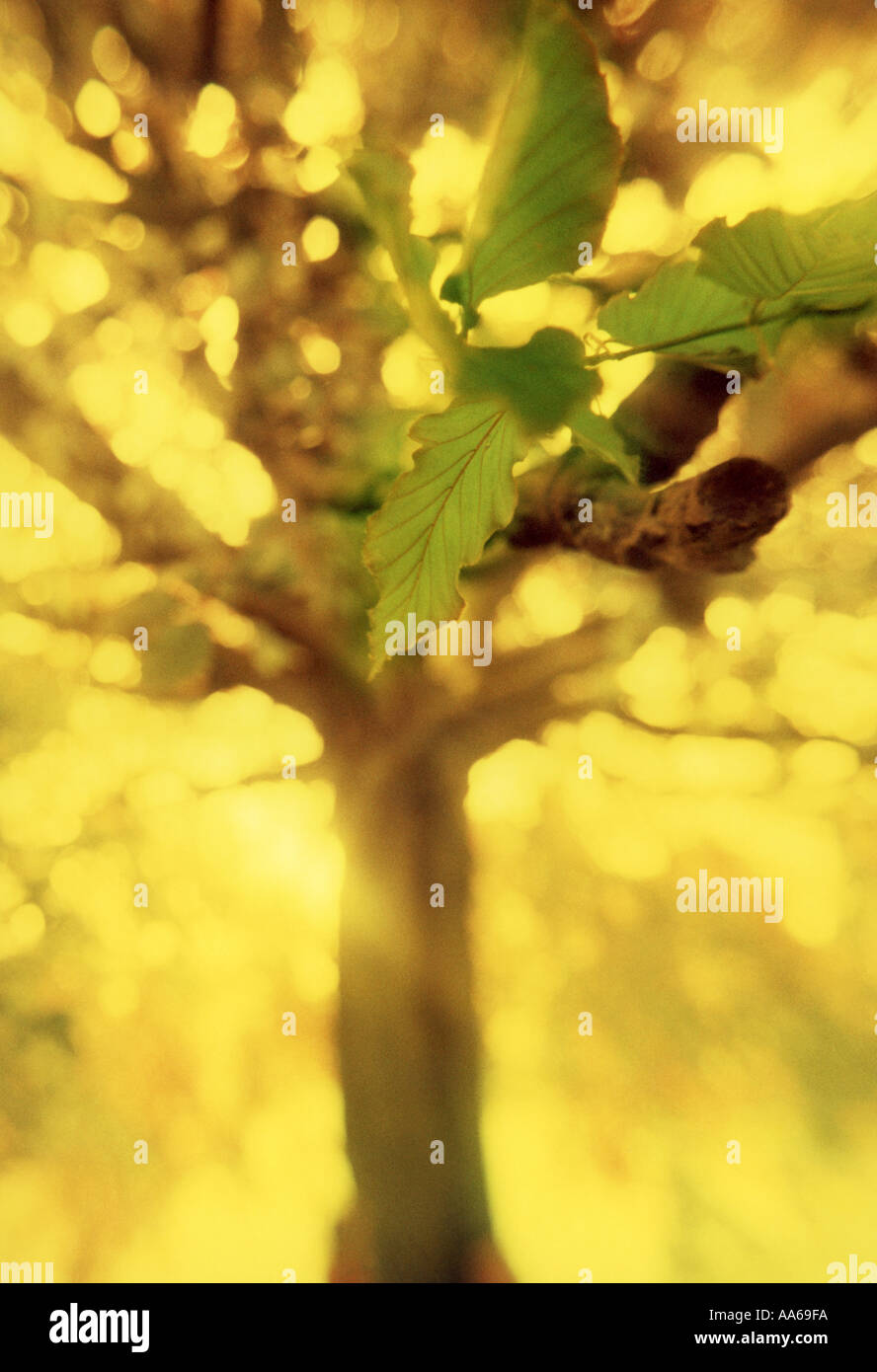 Goldener Baum Stockfoto