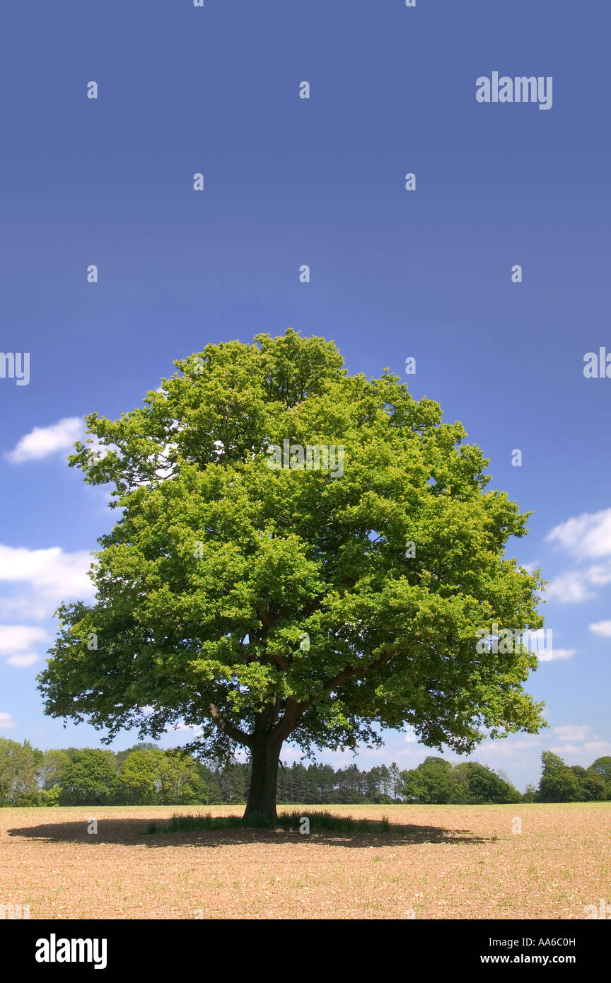 Eine alte Eiche Baum allein in einem Feld an einem Sommertag in einem Feld in Hampshire, England aufgenommen. Stockfoto