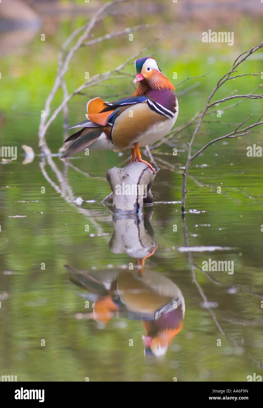 Eine männliche Mandarinente (Aix galericulata) an einem Teich Stockfoto