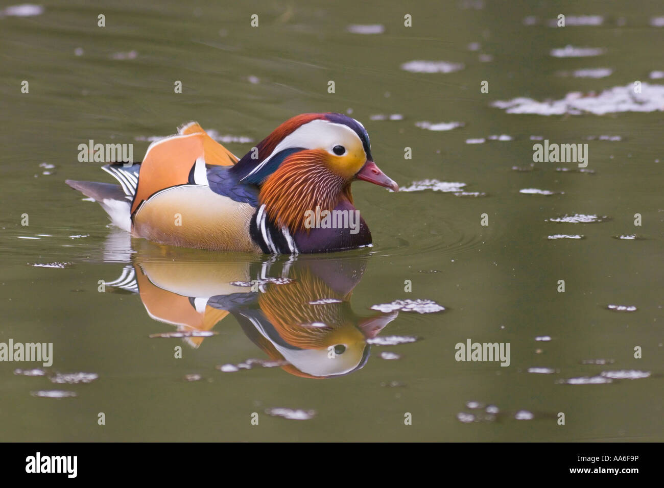 Eine männliche Mandarinente (Aix galericulata) Schwimmen auf einem Teich Stockfoto