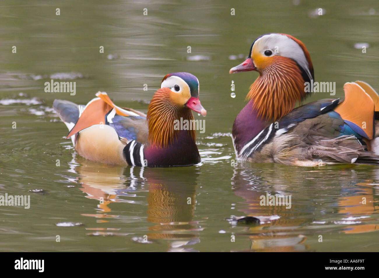 Zwei männliche Mandarinenten (Aix Galericulata) schwimmen auf dem Teich Stockfoto