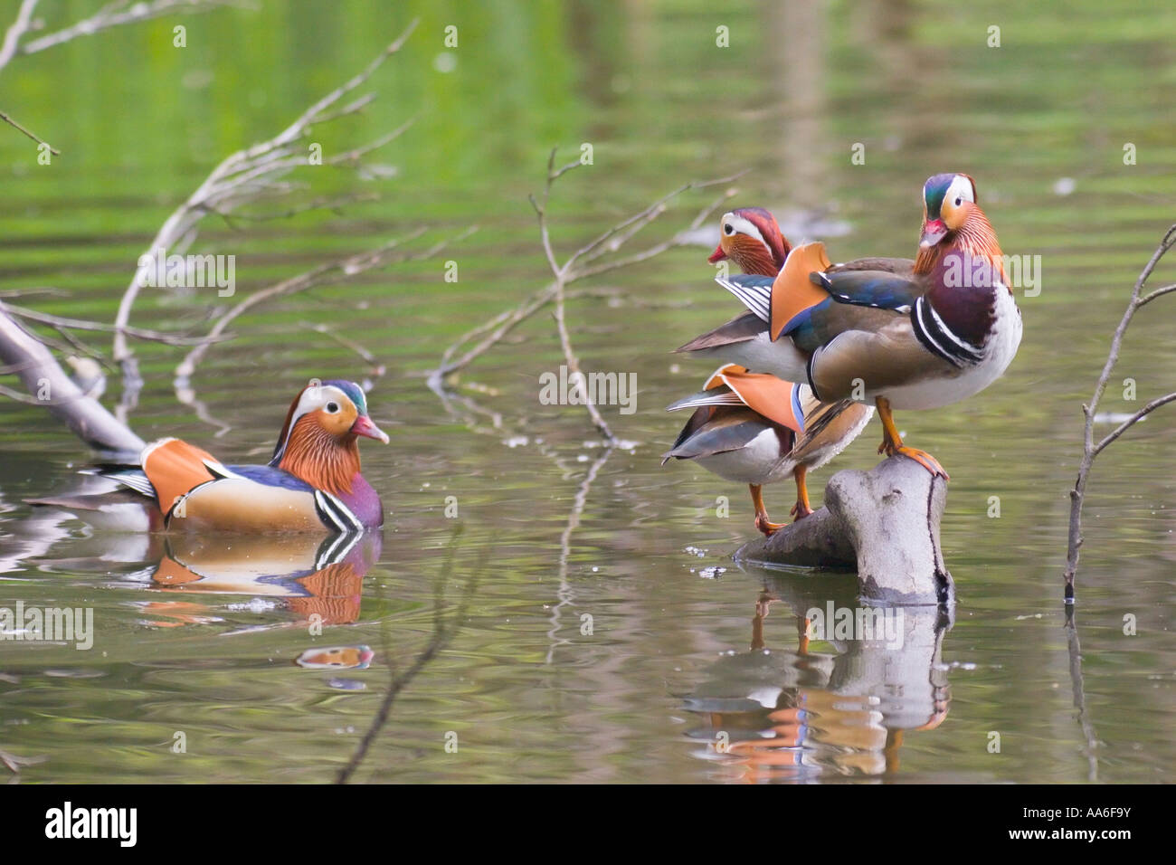 Drei männliche Mandarinenten (Aix Galericulata) an einem Teich Stockfoto
