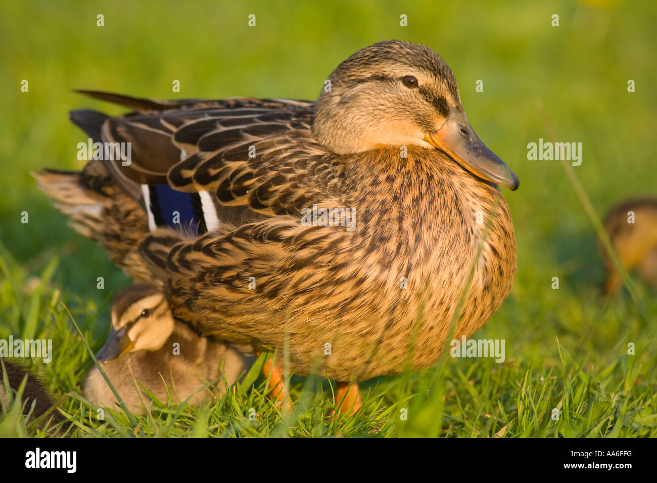 Eine weibliche Stockente (Anas Platyrhynchos) sitzt auf einer Wiese mit einem Entlein Stockfoto