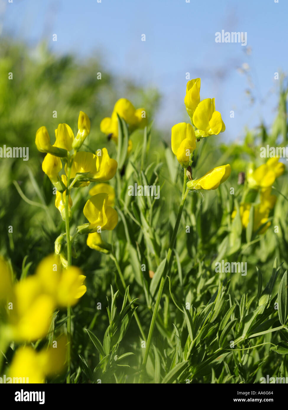gelbe Blume, Pflanze Stockfoto