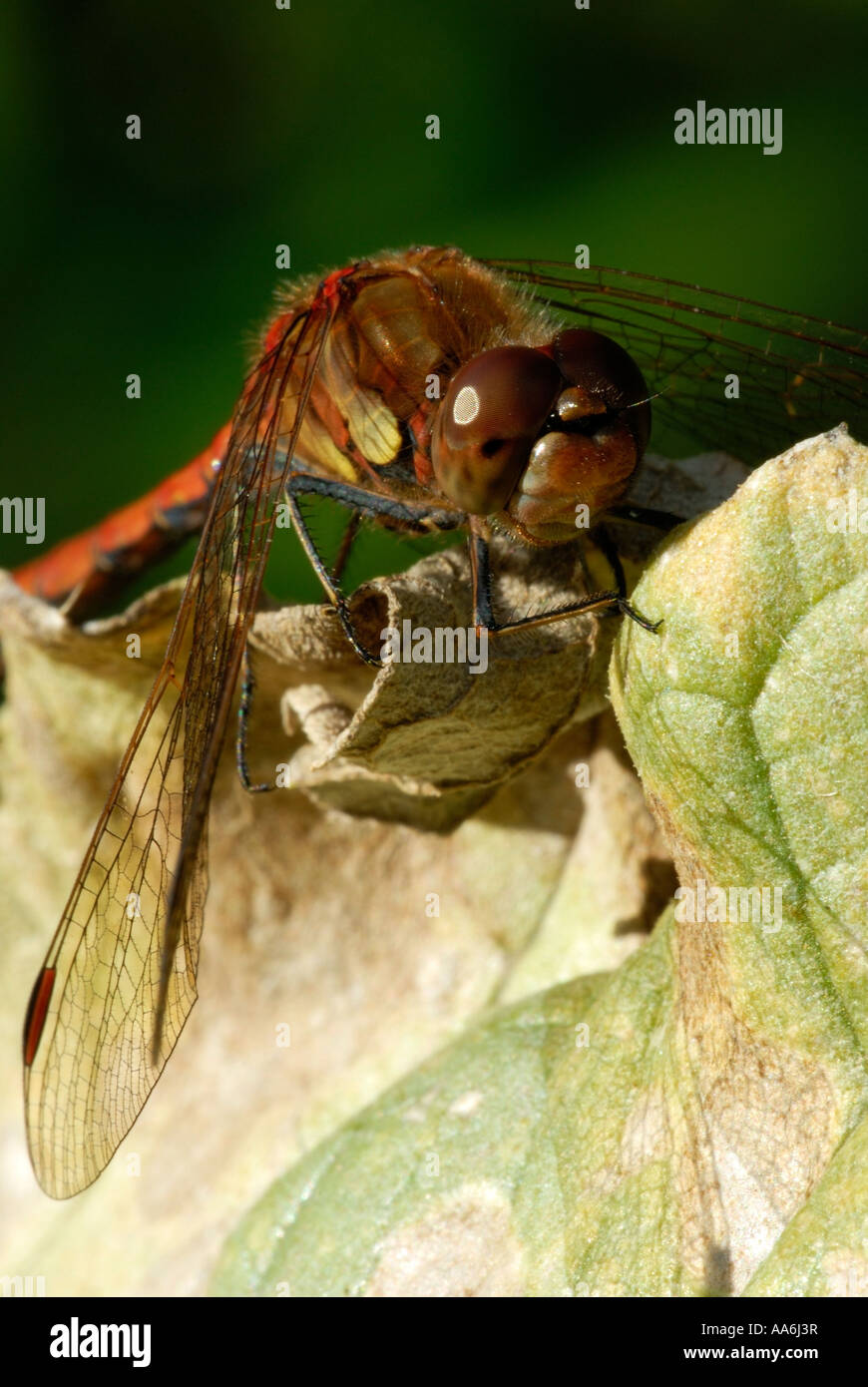 Gemeiner Dotter Sympetrum striolatum, männlich, Wales, UK. Stockfoto