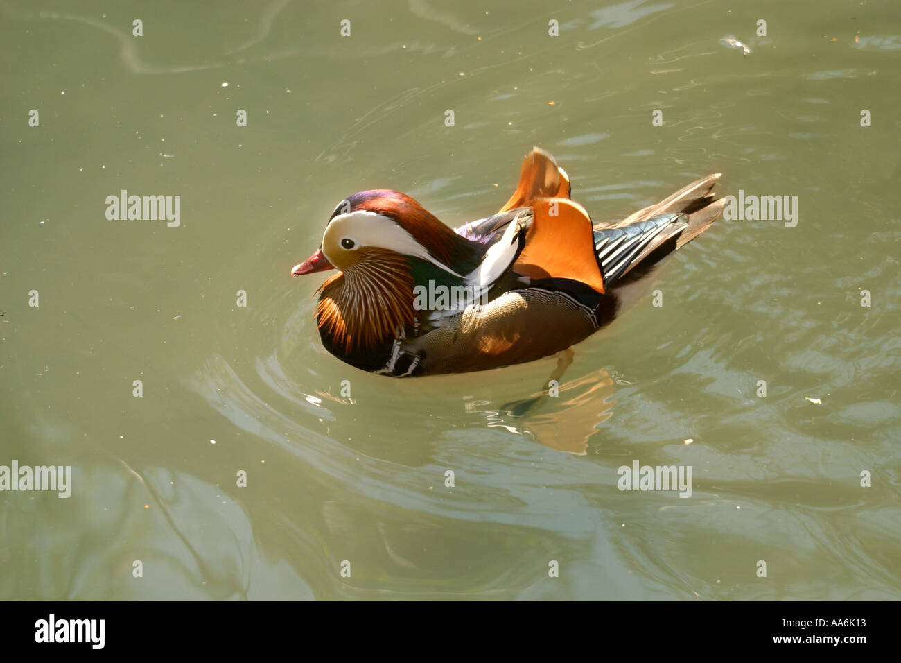 Mandarin Duck, Aix galericulata Stockfoto