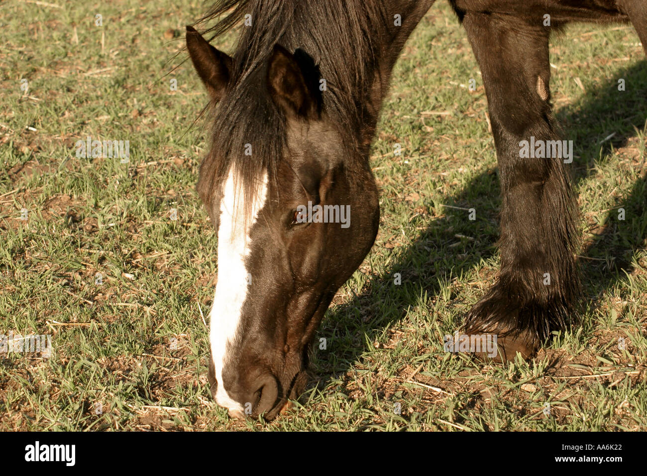 Pferd auf Nahrungssuche auf einer Weide Stockfoto