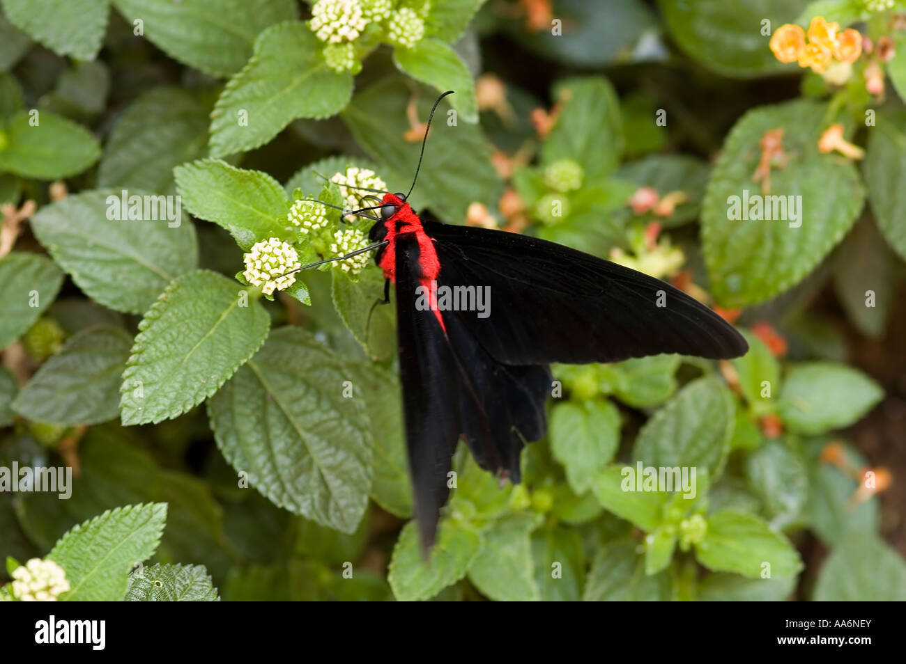 Heliconius Melpomene Schmetterling Stockfoto