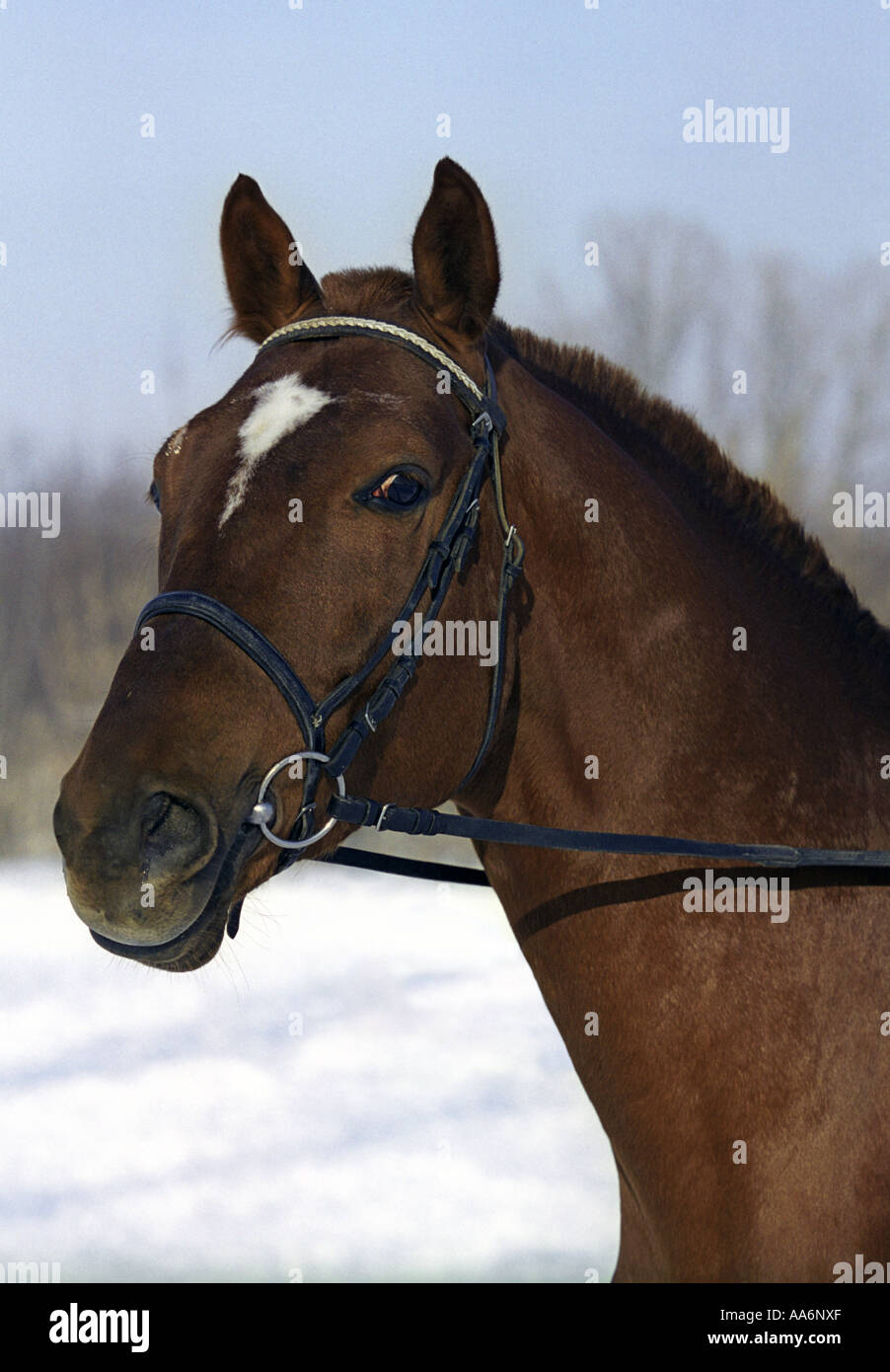 Rotes Pferd im winter Stockfoto
