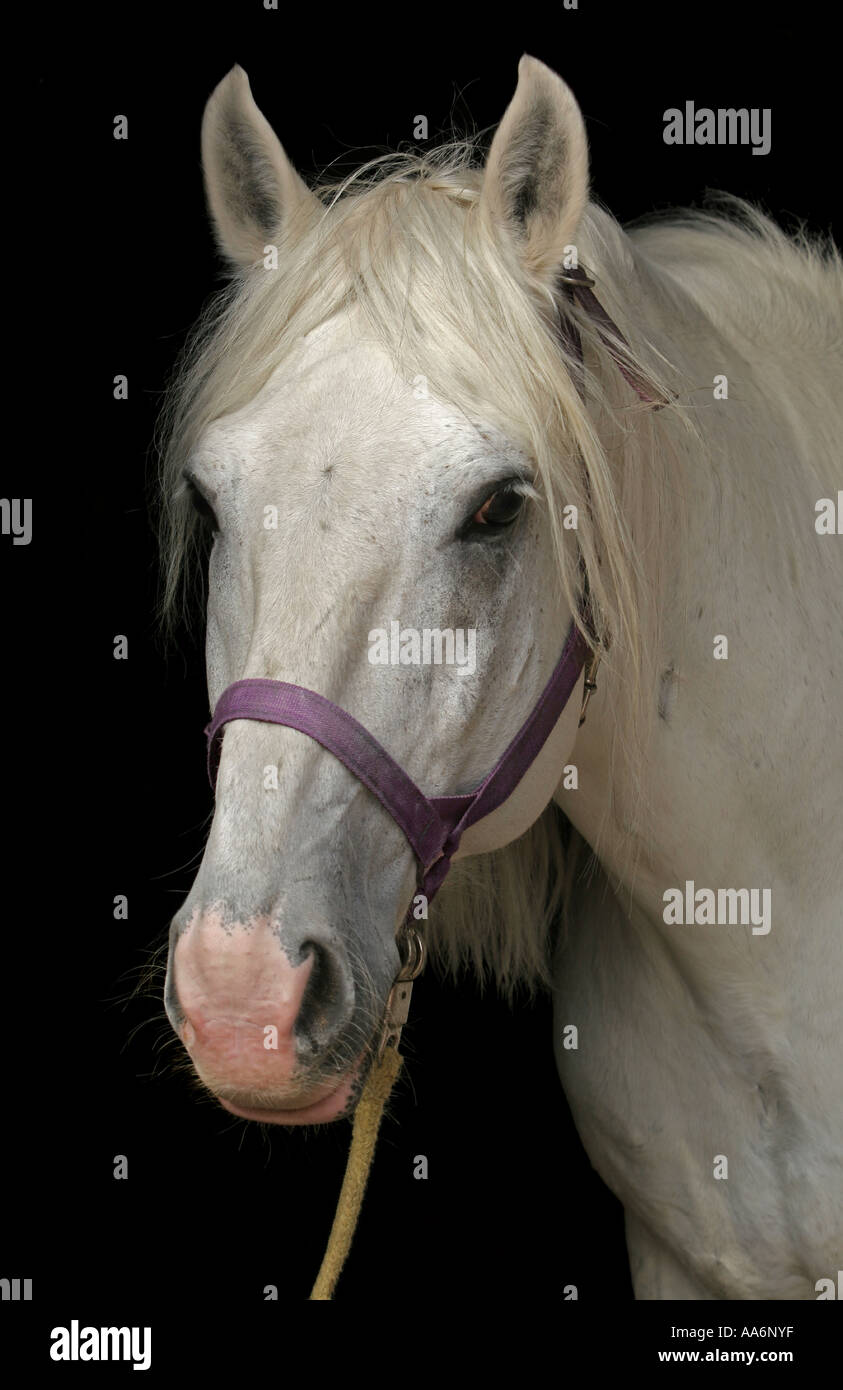Porträt des Pferdes Stockfoto