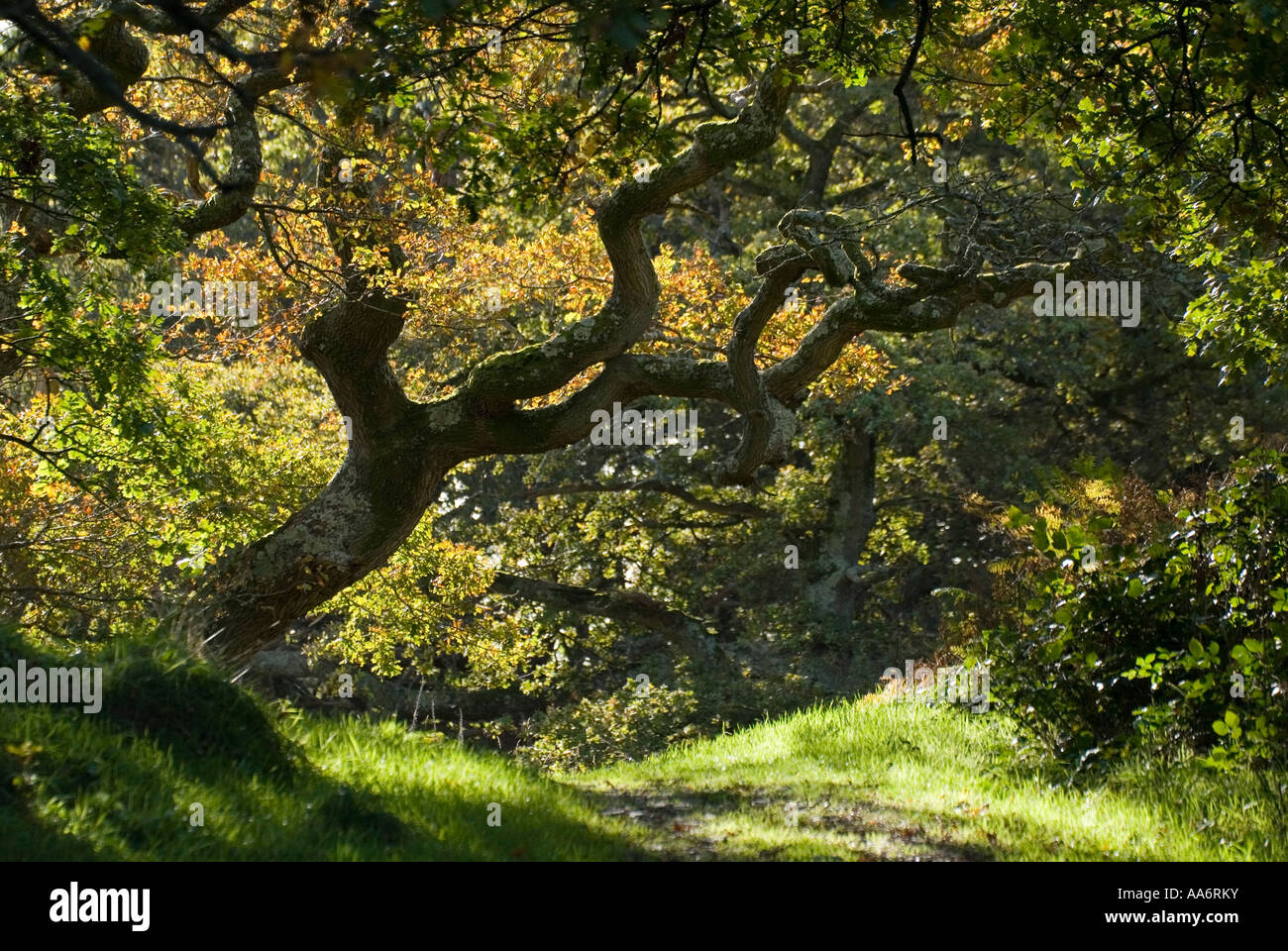 Trauben-eiche Baum mit Herbstlaub auf Ynys Hir RSPB Nature Reserve, Wales, UK. Stockfoto