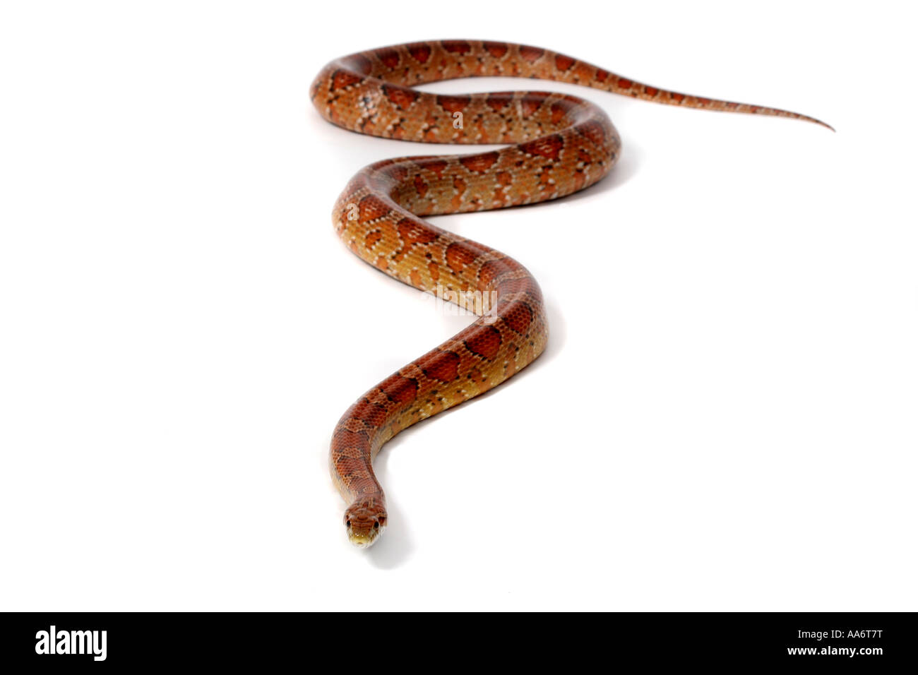 Ein Studio-Foto von einer Kornnatter. Stockfoto