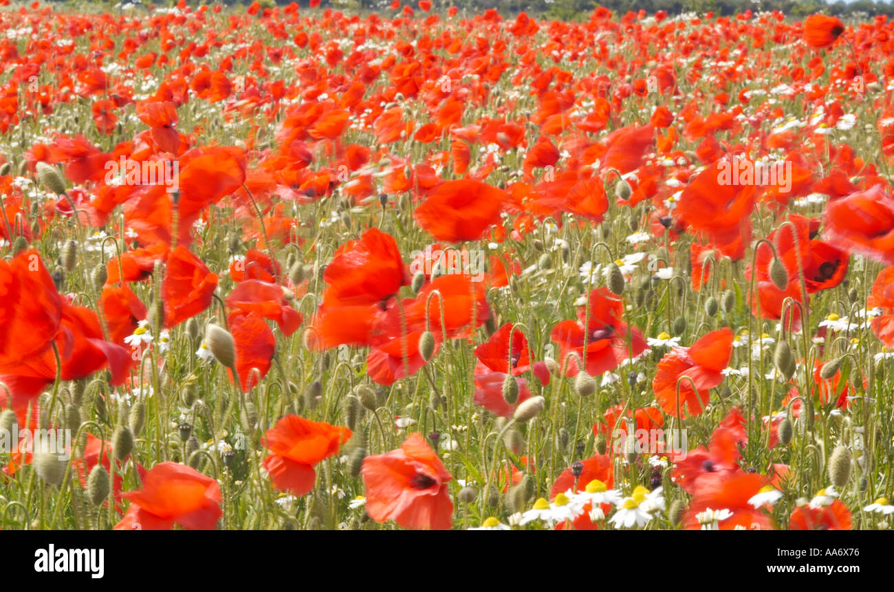 Mohnfelder Feld blühender Mohn Land, Bauernhof, Ackerland Stockfoto