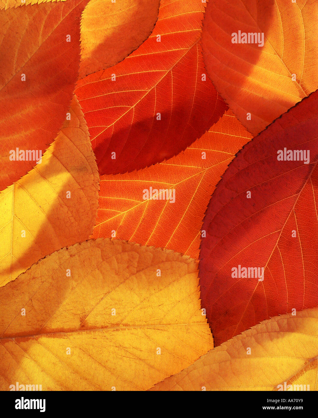 Beschnittzugabe abstrakte Schuss von herbstlichen Blättern Stockfoto