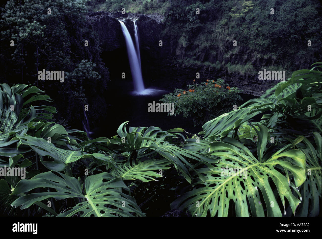 Monstera Werk Regenbogen fällt Hilo Insel Hawaii Hawaii USA Stockfoto