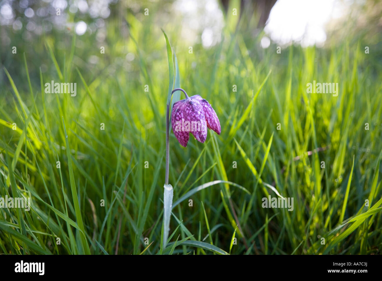 Schlangen Kopf Fritillary Nordwiese, Cricklade National Nature Reserve, Cricklade, Wiltshire Stockfoto