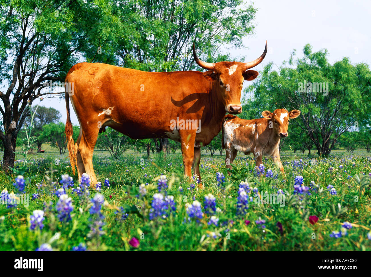 Vieh - Texas Longhorn Kuh und ihr Kalb auf einer grünen Weide mit Kornblumen / Texas Hill Country, Texas, USA. Stockfoto
