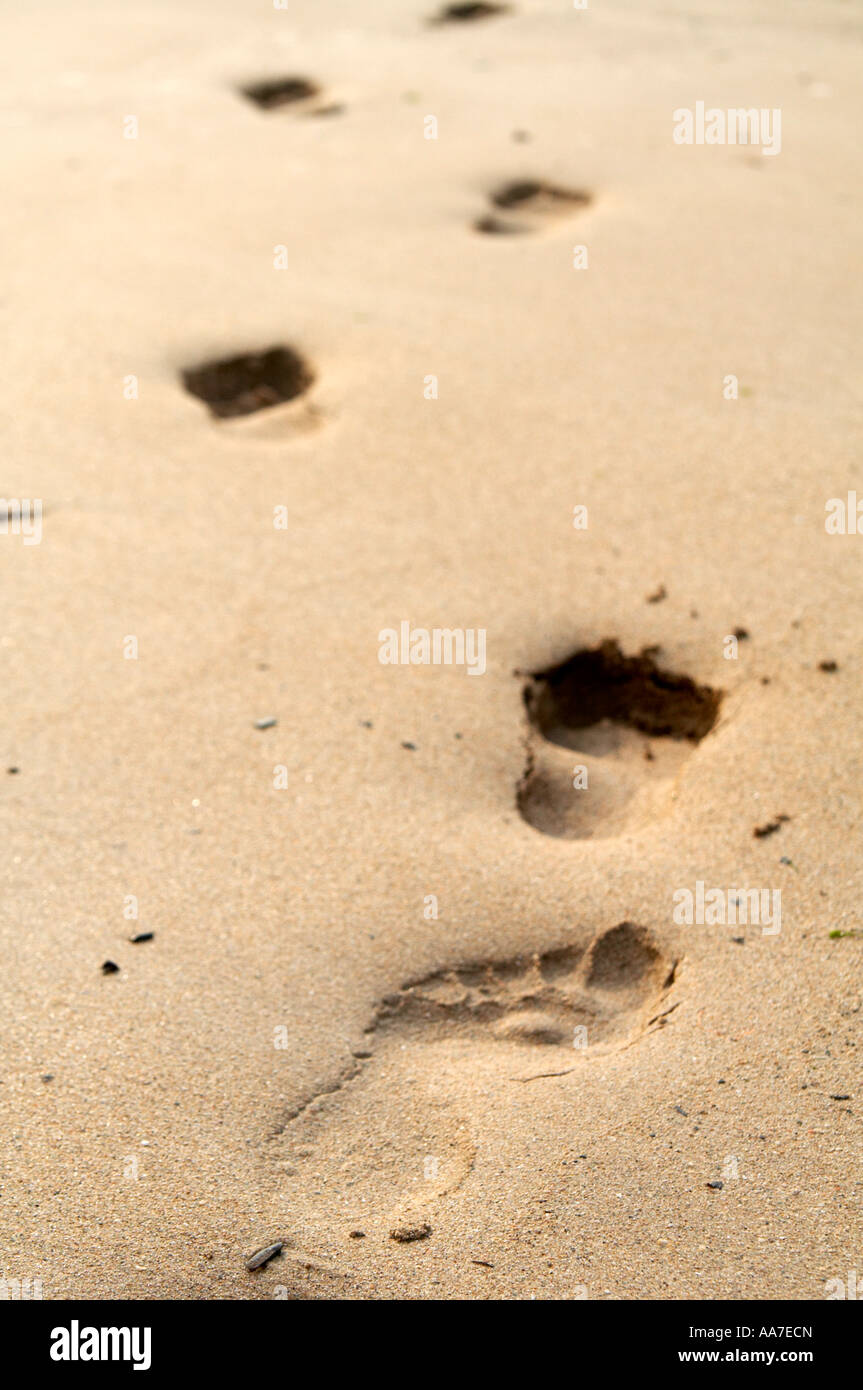 Eine Reihe von Fußspuren im Sand, UK. Stockfoto