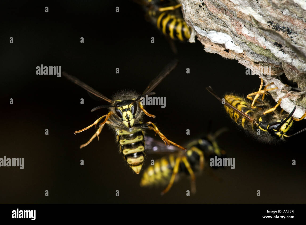 Sächsische Wespe Dolichovespula Saxonica im Flug am Nest mit schön Fokus Hintergrund Biggleswade bedfordshire Stockfoto