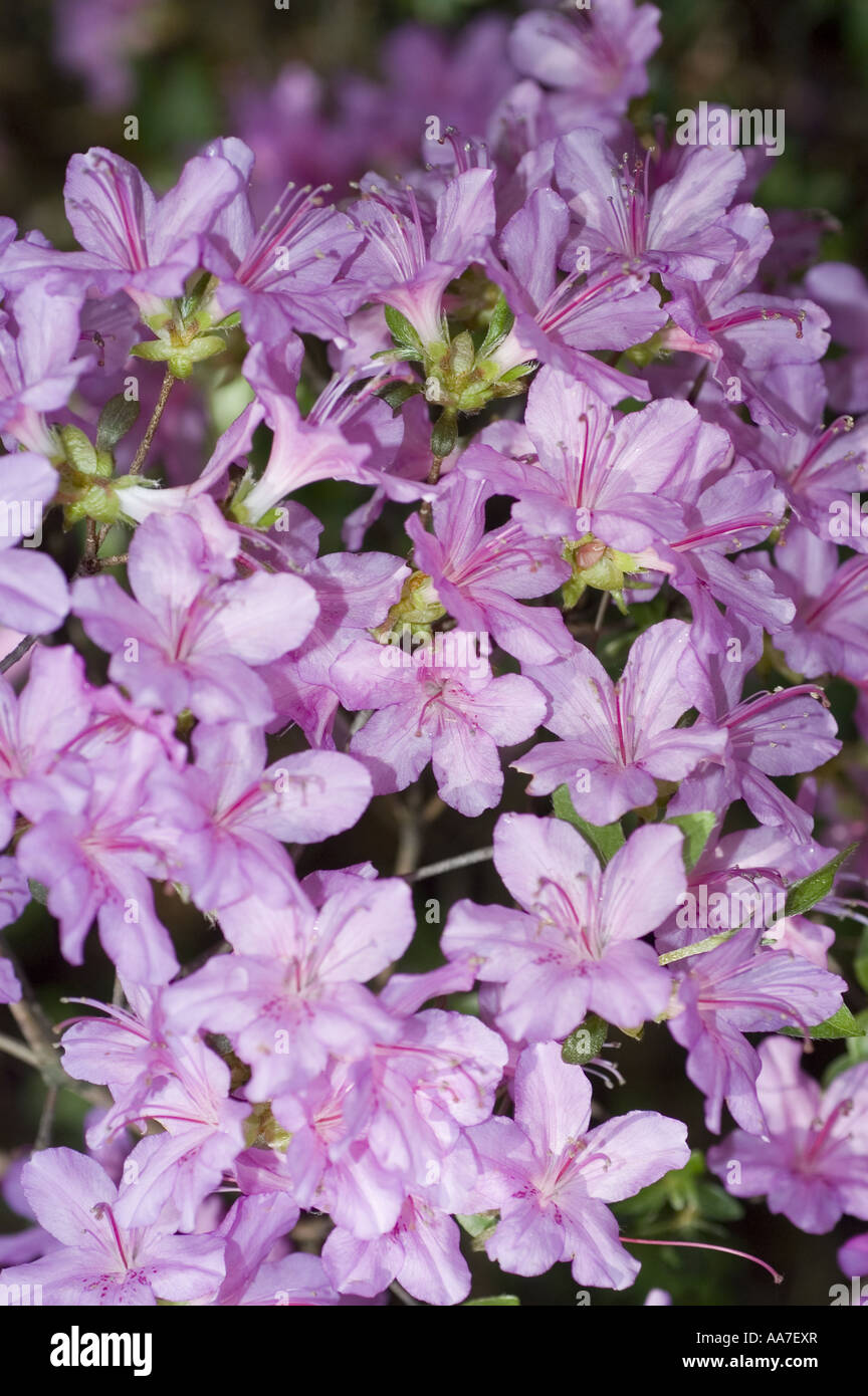 Blau violett Azalee Rhododendron blühenden Blumen closeup Stockfoto