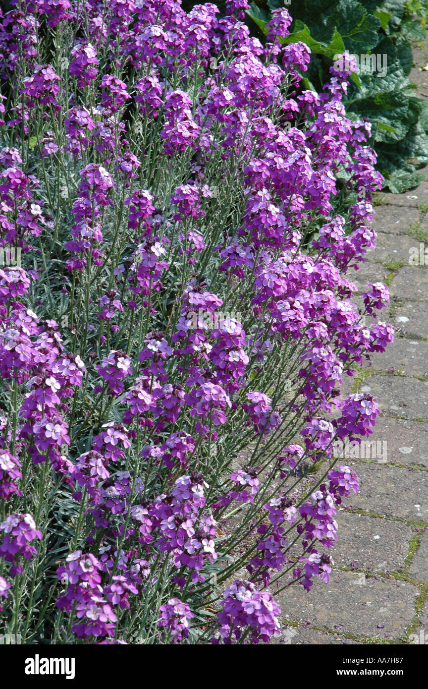 Wegrauke Bowles Mauve mehrjährige Mauerblümchen Stockfoto