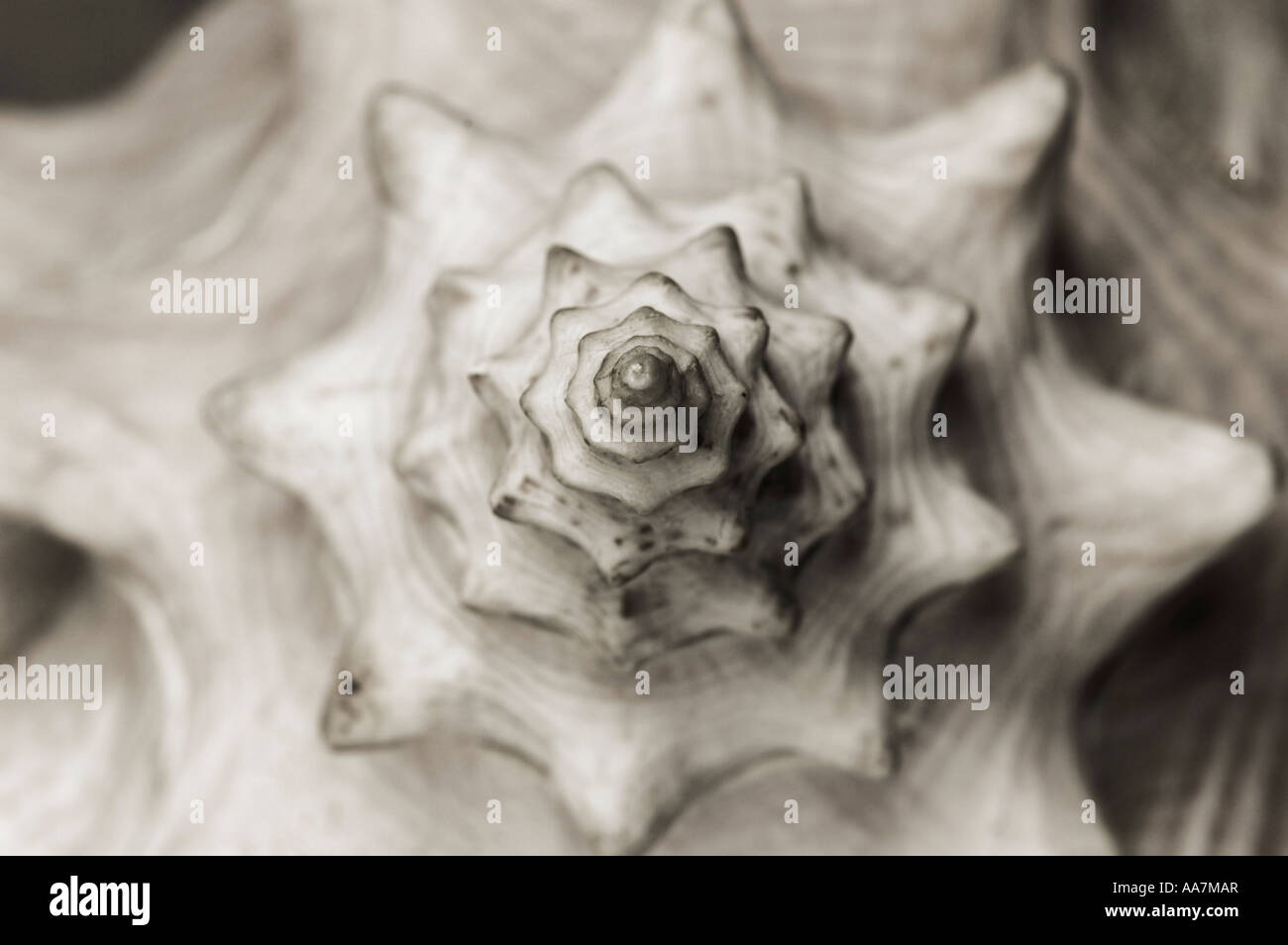 Seashell Helix abstrakte Makro Hintergrund Textur Spiralmuster Stockfoto