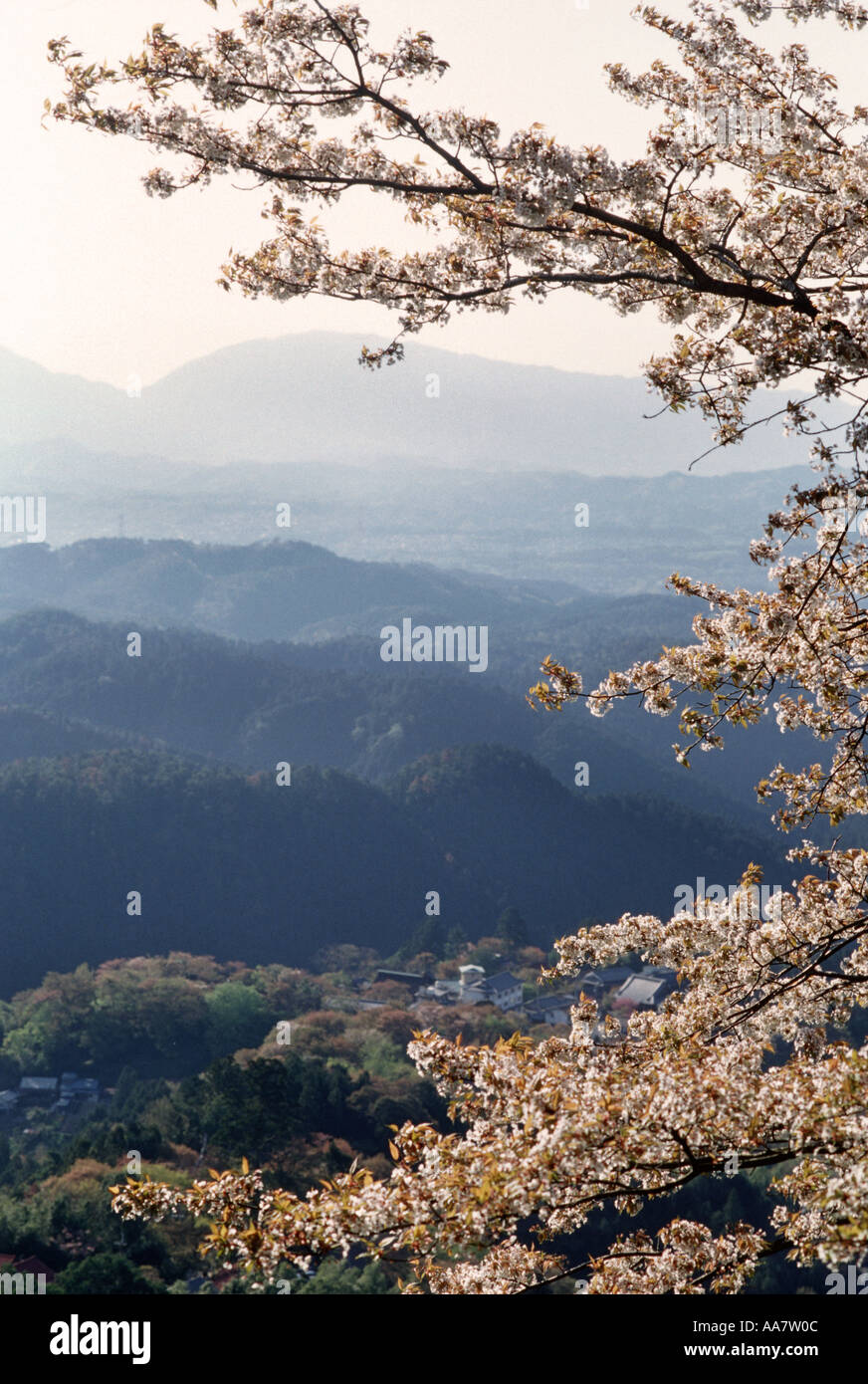 Yoshino Yama Yohino Berg Nara Präfektur Japan Kirschblüte auf Bäumen Stockfoto