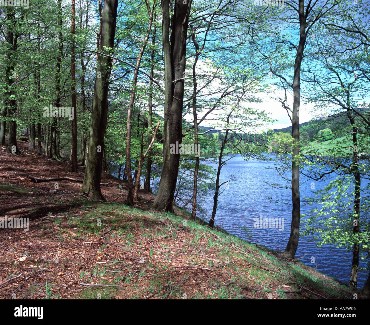 Buchenwälder in Hagg Seite, Ladybower Vorratsbehälter, obere Derwent Valley, Peak District National Park, Derbyshire, England Stockfoto