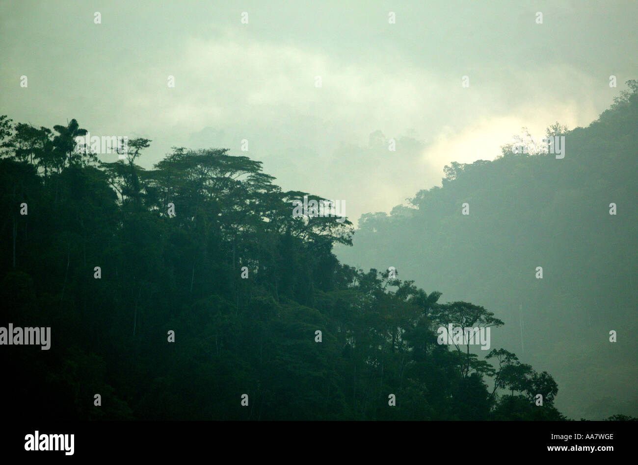 Misty rainforest im pirre Tal in der Nähe von Kana in Der Darien Nationalpark, Darien Provinz, Republik Panama. Stockfoto