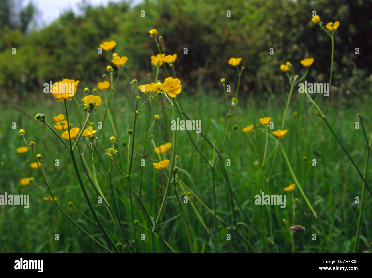 Wiese Hahnenfuß Ranunculus Acris weht im Wind Stockfoto