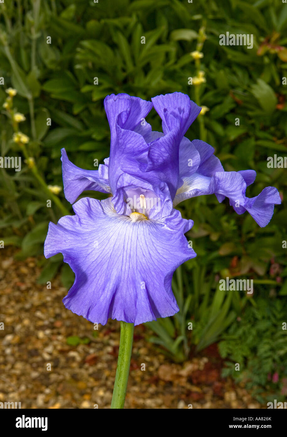 Blaue Iris Single Bloom Stockfoto