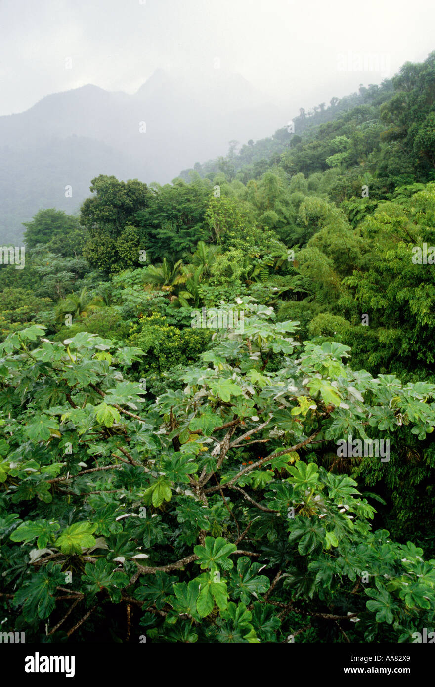 Puerto Rico s El Yunque Regenwald Karibik-Nationalpark Stockfoto