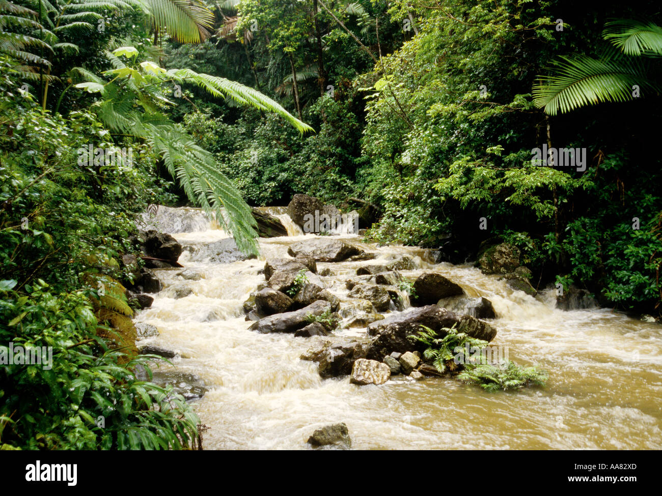 Puerto Rico El Yunque Regenwald Fluss karibischen Nationalpark El Mina Stockfoto