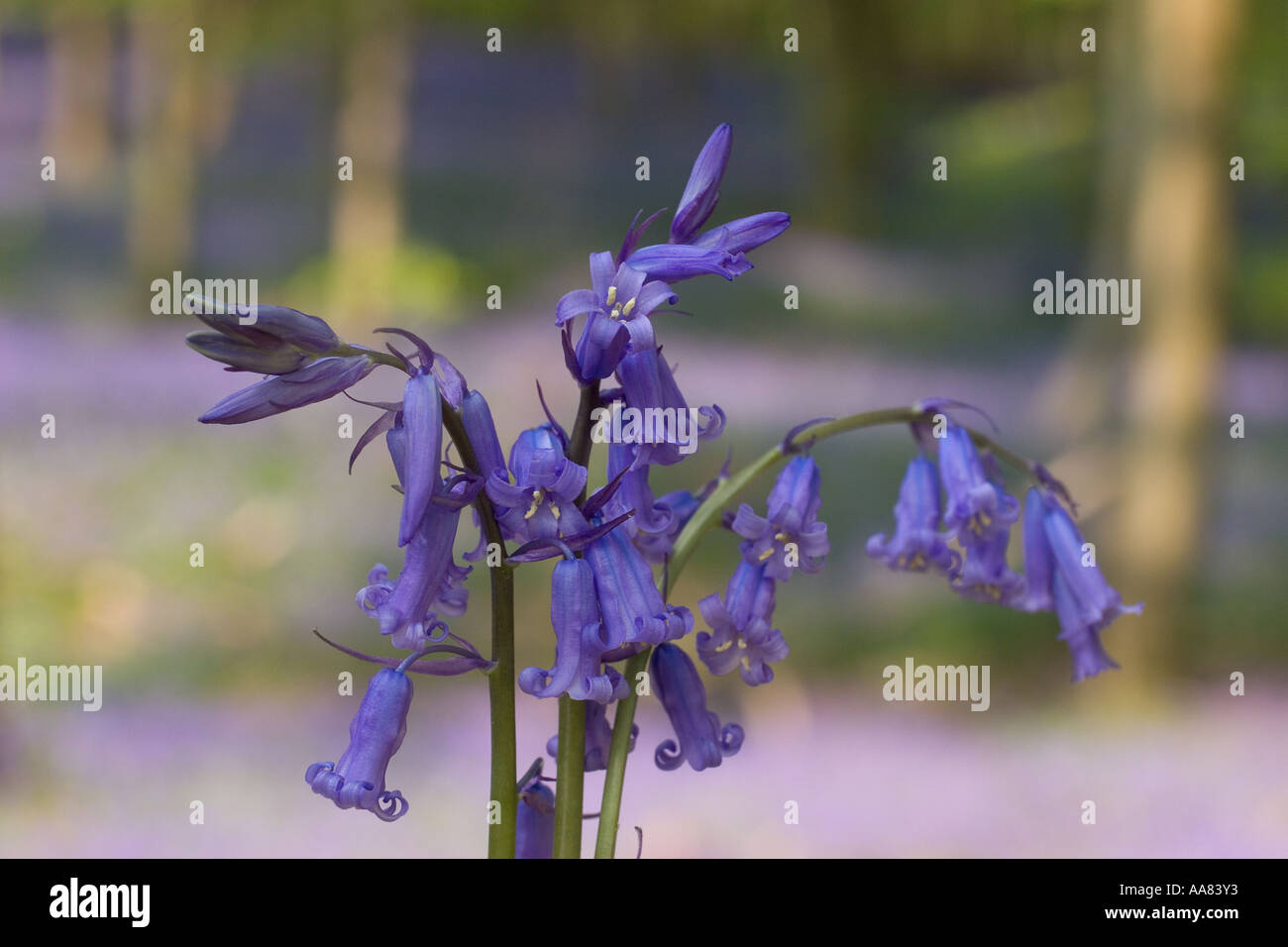 Frühling Glockenblumen Sussex Stockfoto