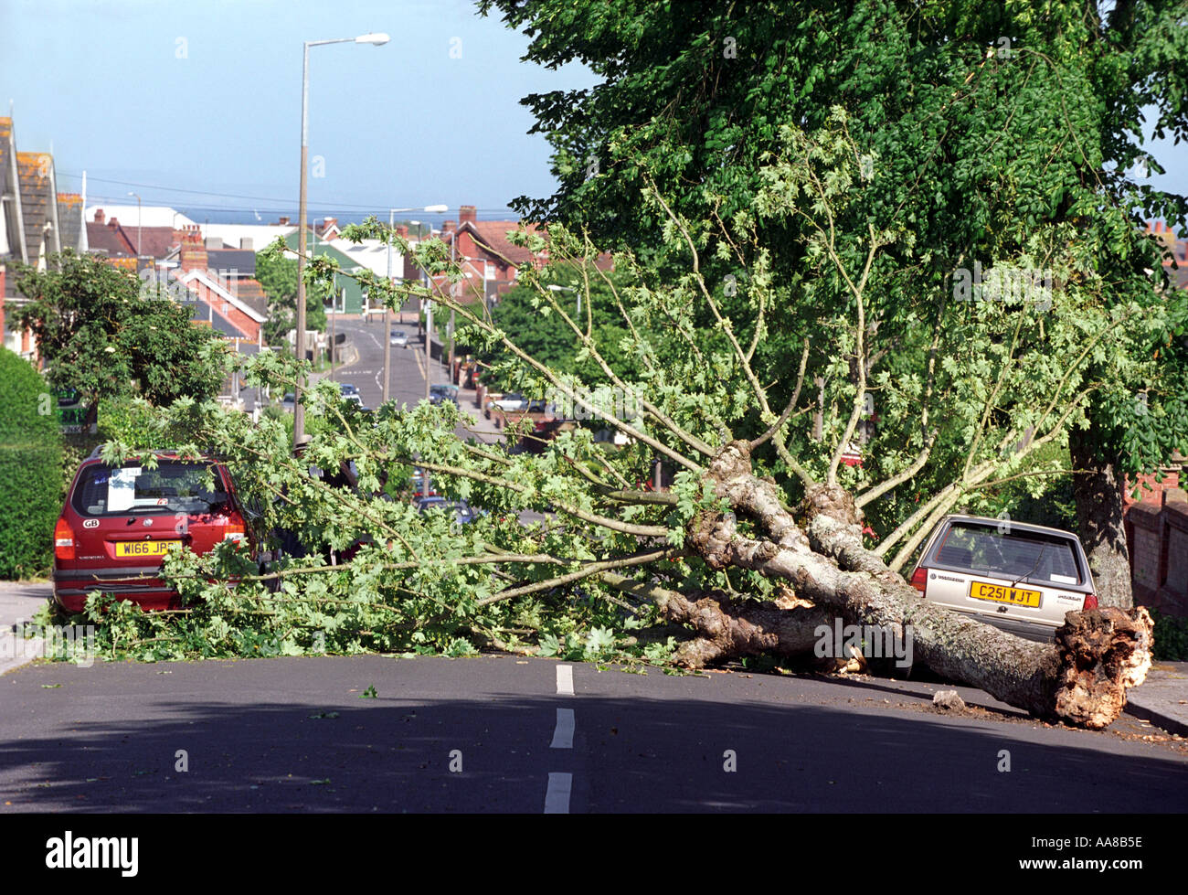 Ein Baum, der gefallen ist, dass Autos in einer Wohnstraße, UK Stockfoto