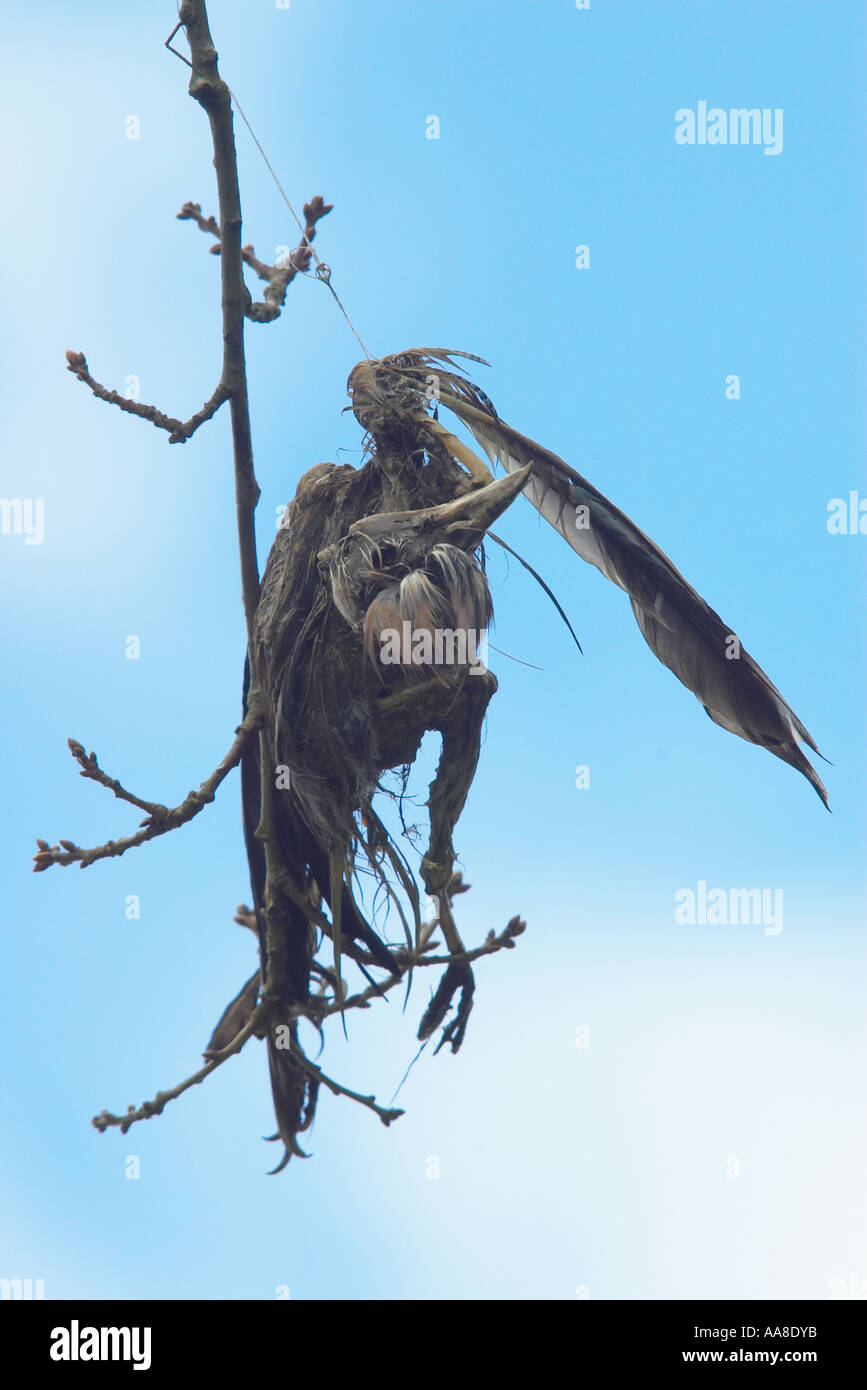 Discarded Fishing Line Stockfotos Und Bilder Kaufen Alamy