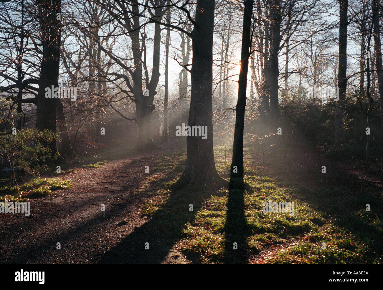 Am frühen Morgen Sunlights Filter durch Wald in der Nähe von Derwent Wasser Lake District England Stockfoto