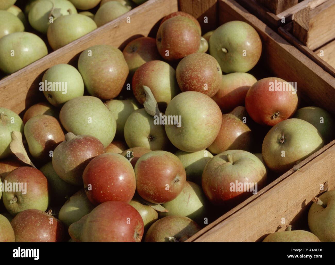Cox Äpfel gepflückt nach der Ernte in Kisten Stockfoto