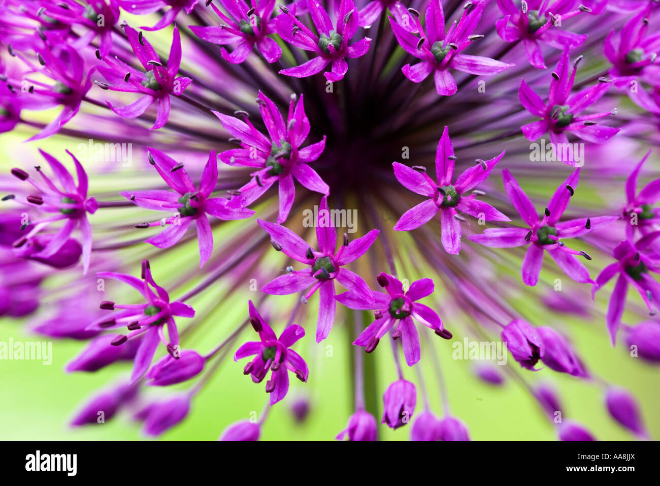 Eine Nahaufnahme von einem Allium Blume in einem englischen Garten Stockfoto