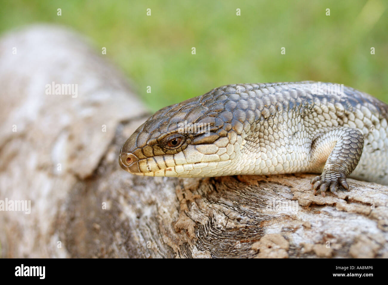 EINE BLAUE ZUNGE EIDECHSE BAPDA7085 NAHAUFNAHME Stockfoto