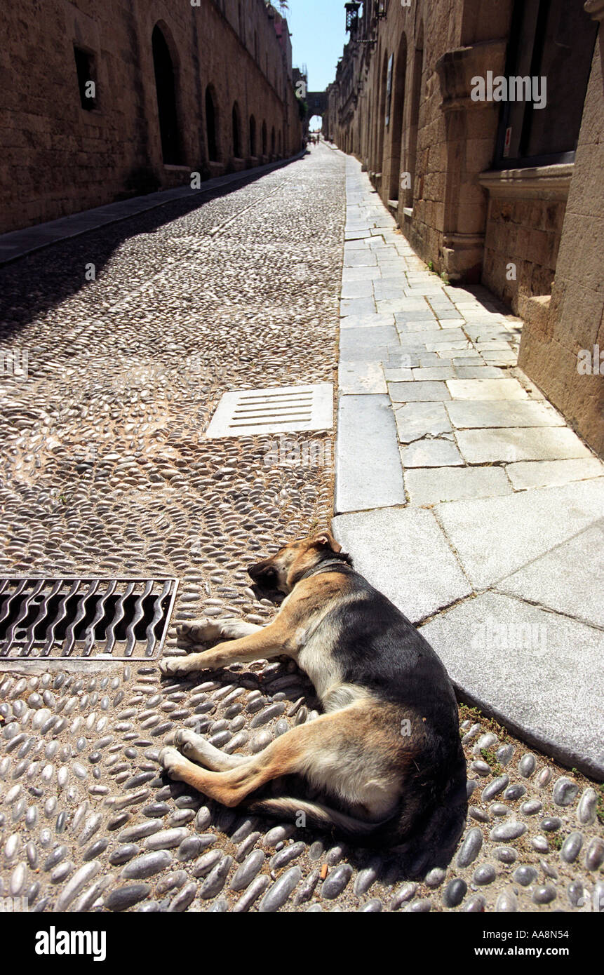 Ein Hund auf der Straße in der Altstadt von Rhodos liegen Stockfoto