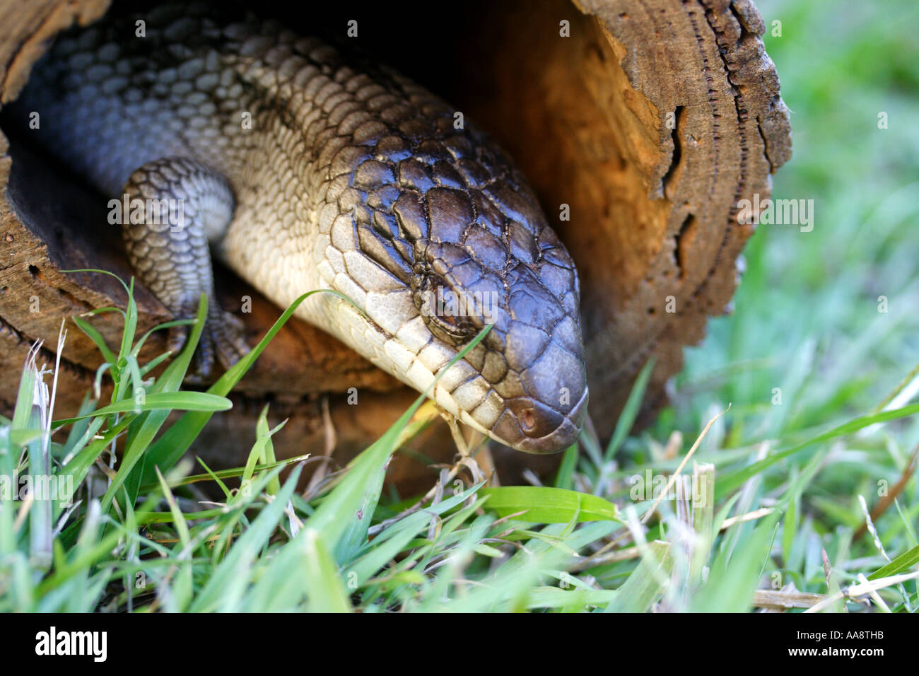 EINE BLAUE ZUNGE EIDECHSE BAPDA7083 Stockfoto