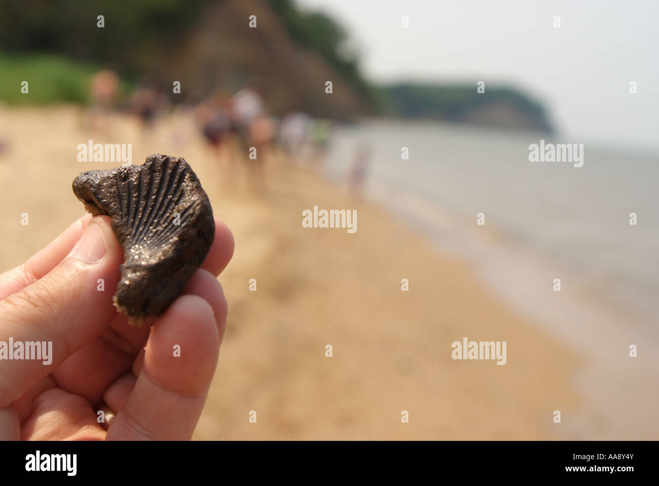 USA Maryland Calvert Cliffs State Park hält eine Hand ein Jakobsmuschel Shell Fossil gefunden am Strand Stockfoto