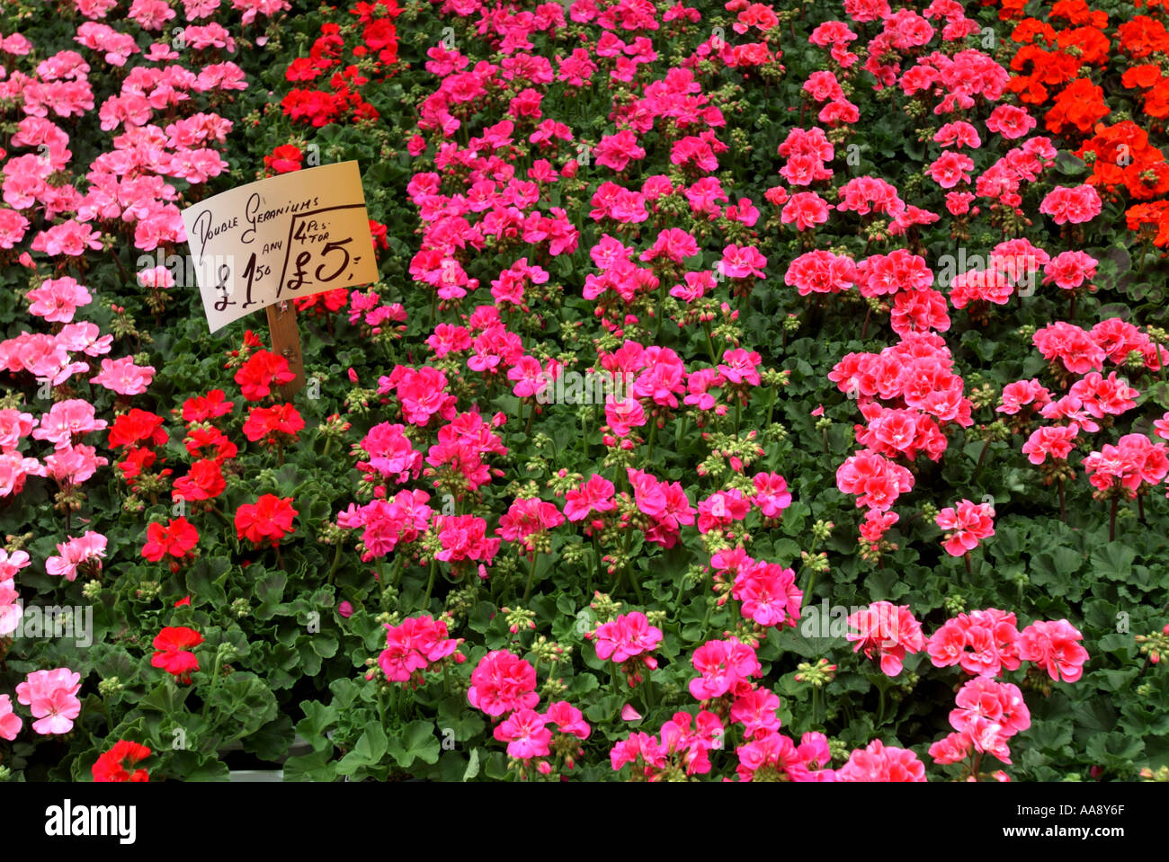 Blumen Stockfoto